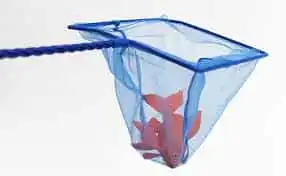 The Importance of Regular Water Changes in Aquarium Tanks