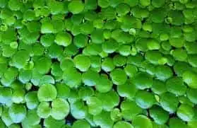 5 Beginner-Friendly Aquarium Floating Plants Suitable for North India