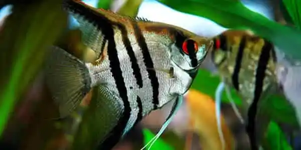 Angelfish: A Comprehensive Guide to Their Care, Breeding, and Keeping in a Home Aquarium