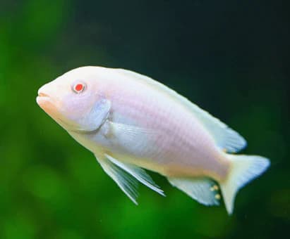 cichlid