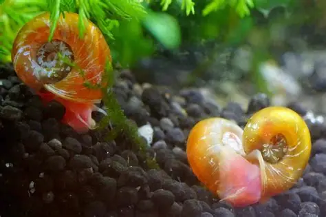 The Amazing Benefits of Having Ramshorn Snails in Your Aquarium Tank