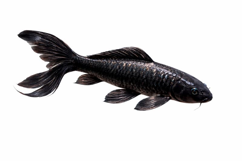 Black koi fish 