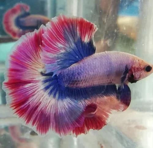 Full Moon Betta Fish (Premium Display Variety)