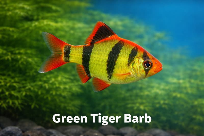 Green Tiger Barb (Premium Freshwater Fish)