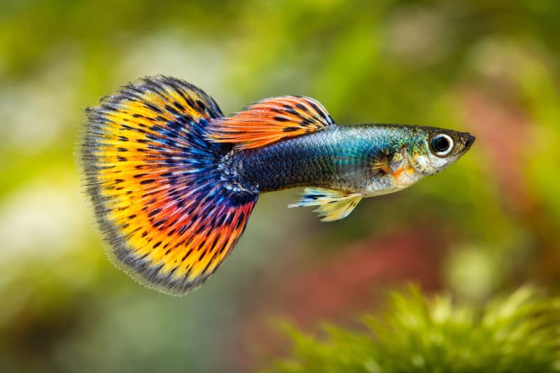 Imported guppy fish