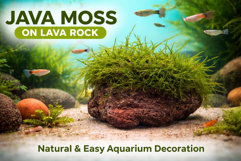 Java Moss On Lava Rock