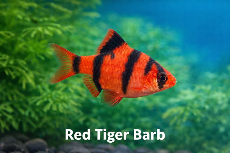 Red Tiger Barb (Premium Freshwater Fish)