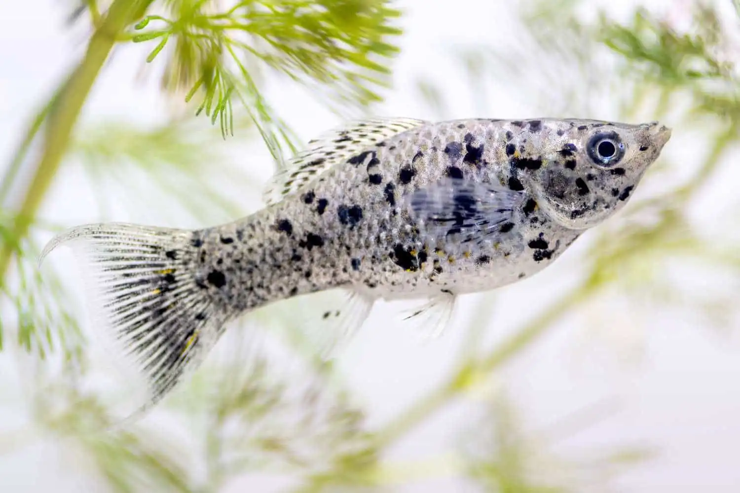 5 Hardy Fish Species Perfect for North Indian Aquariums