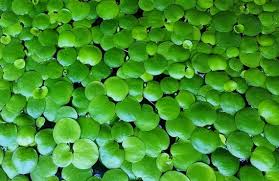 Amazon Frogbit