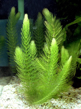 Hornwort(1 Stem)
